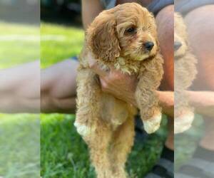 Cavapoo Puppy for sale in FERNDALE, WA, USA