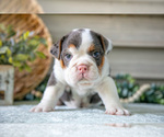 Small #2 Beabull