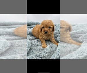 Goldendoodle (Miniature) Puppy for Sale in SEVIERVILLE, Tennessee USA