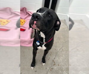 Great Dane-Staffordshire Bull Terrier Mix Dogs for adoption in Fort Collins, CO, USA