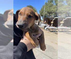 German Shepherd Dog Dogs for adoption in Riverside, CA, USA