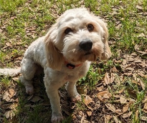 Cavachon Puppy for Sale in AUSTIN, Texas USA