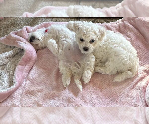 Medium Photo #1 Bichon Frise Puppy For Sale in HAGERSTOWN, MD, USA
