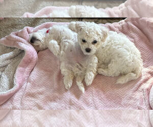 Bichon Frise Puppy for sale in HAGERSTOWN, MD, USA