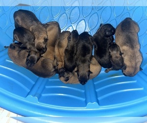 Malinois Puppy for sale in CHATTANOOGA, TN, USA