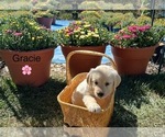 Puppy Gracie Golden Retriever