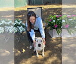 Small #13 American Pit Bull Terrier Mix