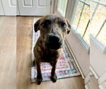 Small #4 American Staffordshire Terrier-German Shepherd Dog Mix