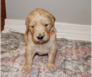 Great Dane Puppy for sale in GRAND BAY, AL, USA
