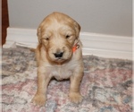 Small Photo #1 Golden Retriever Puppy For Sale in GRAND BAY, AL, USA