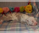 Small #10 Great Dane