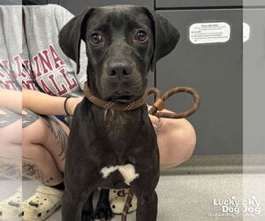 Labbe Dogs for adoption in Washington, DC, USA