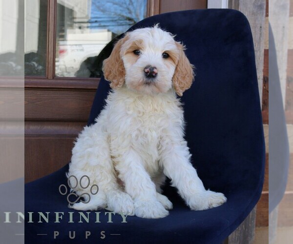 Medium Photo #4 Goldendoodle Puppy For Sale in NARVON, PA, USA