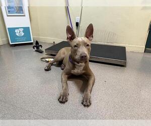American Pit Bull Terrier Dogs for adoption in Pasadena, CA, USA