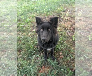Dakota Rose - Female German Shepherd Dog-Unknown Mix Dog for Adoption - Photo #5