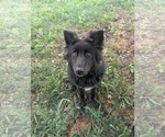 Small Photo #5 German Shepherd Dog-Unknown Mix Puppy For Sale in Overland Park, KS, USA