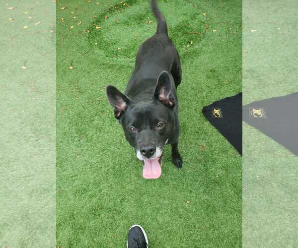 Medium Photo #21 Labrador Retriever-Unknown Mix Puppy For Sale in Pompano Beach , FL, USA