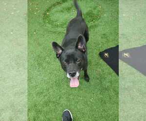 Sadie - Female Labrador Retriever-Unknown Mix Dog for Adoption - Photo #21