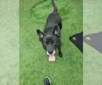 Small #20 Labrador Retriever Mix