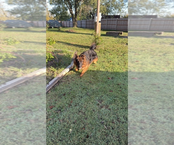 Medium Photo #8 German Shepherd Dog Puppy For Sale in CHRISTOPHER, IL, USA