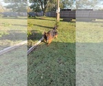 Small #7 German Shepherd Dog