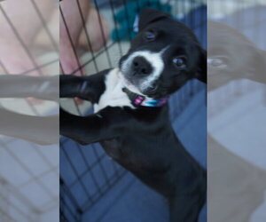 Hershey - Candy Litter (Trixie mom) - Male American Staffordshire Terrier-Unknown Mix Dog for Adoption - Photo #2