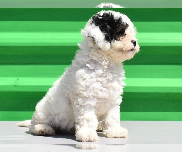 Medium Photo #15 Havanese-Maltipoo Mix Puppy For Sale in SAN DIEGO, CA, USA
