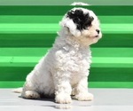Small Photo #15 Havanese-Maltipoo Mix Puppy For Sale in SAN DIEGO, CA, USA