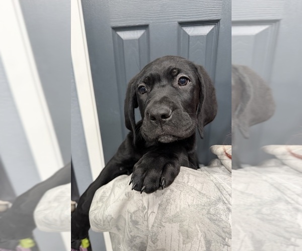 Medium Photo #1 Cane Corso Puppy For Sale in COLORADO SPRINGS, CO, USA