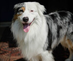 Small Photo #1 Australian Shepherd Puppy For Sale in LOS ANGELES, CA, USA