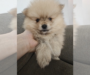 Pomeranian Puppy for sale in ROSEVILLE, CA, USA