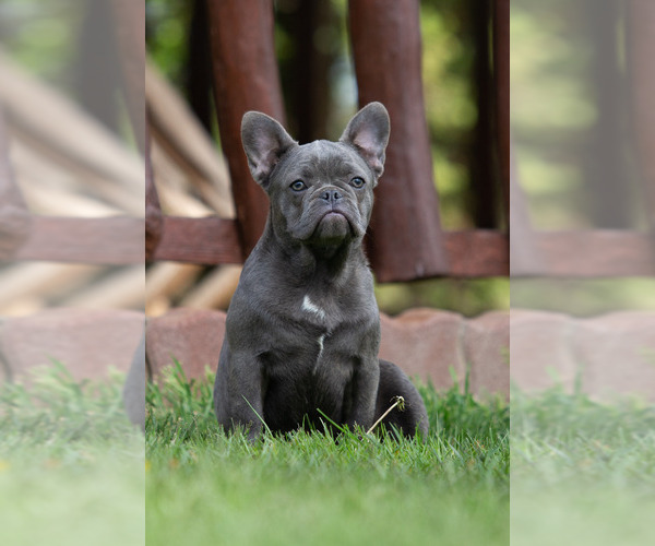 Medium Photo #1 French Bulldog Puppy For Sale in Oroshaza, Bekes, Hungary