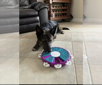 Small #2 German Shepherd Dog-Holland Shepherd Mix