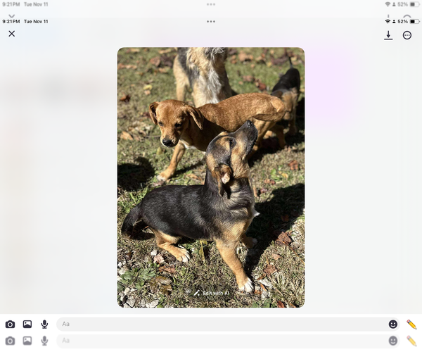 Medium Photo #5 Mutt Puppy For Sale in Westwood, NJ, USA