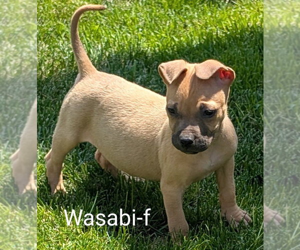 Medium Photo #1 Chihuahua-Rhodesian Ridgeback Mix Puppy For Sale in San Bernardino, CA, USA
