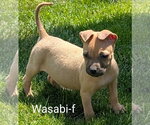 Small Chihuahua-Rhodesian Ridgeback Mix