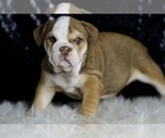 Small #3 English Bulldog