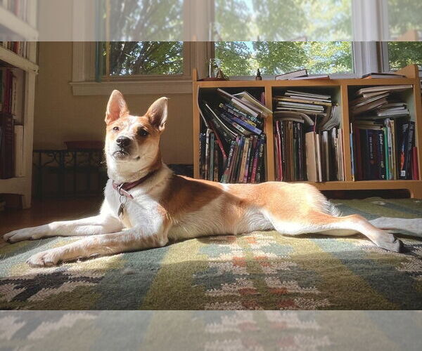 Medium Photo #3 Shiba Inu-Unknown Mix Puppy For Sale in Candler, NC, USA