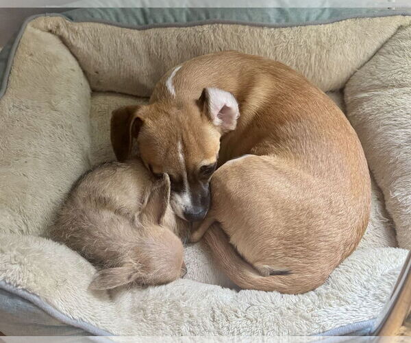 Medium Photo #6 Chug Puppy For Sale in Corona, CA, USA