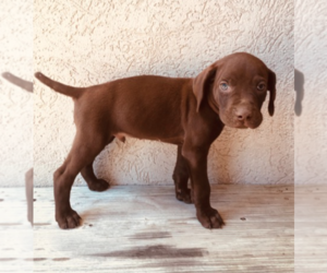 German Shorthaired Pointer-Vizsla Mix Puppy for sale in SPRING BRANCH, TX, USA
