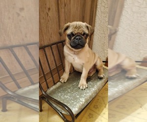 Pug Puppy for sale in EAST LEROY, MI, USA