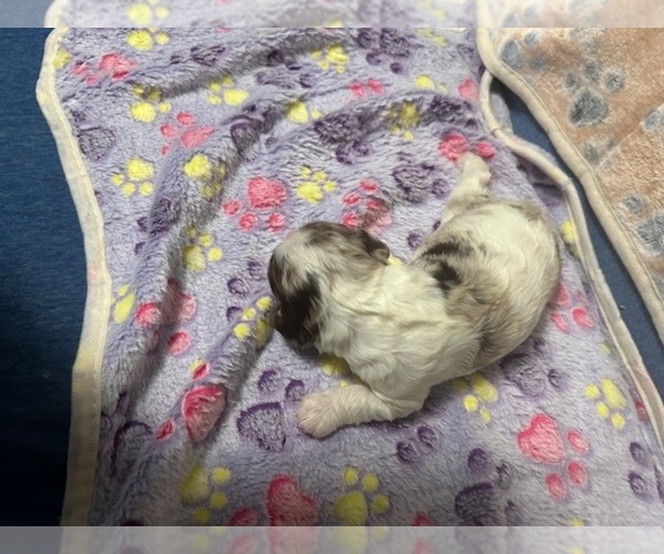 Medium Photo #3 Cocker Spaniel Puppy For Sale in MARTIN, GA, USA