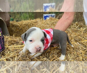 Mutt Dogs for adoption in Rockaway, NJ, USA