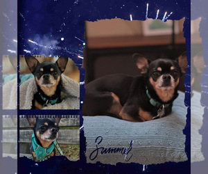 Father of the Chihuahua puppies born on 07/02/2025