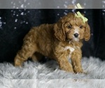Small Photo #99 Cavapoo Puppy For Sale in WARSAW, IN, USA