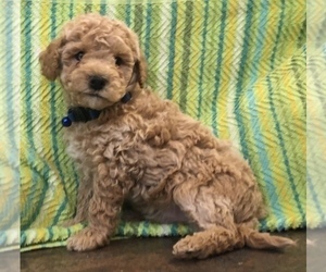 Poodle (Toy) Puppy for sale in WARREN CENTER, PA, USA