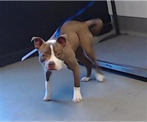 American Pit Bull Terrier Dogs for adoption in San Francisco, CA, USA