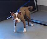 Small American Pit Bull Terrier