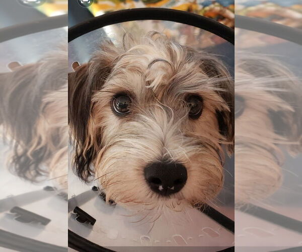 Medium Photo #2 Dachshund-Unknown Mix Puppy For Sale in Plymouth, MN, USA