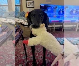 Labrador Retriever-Unknown Mix Dogs for adoption in East Derry, NH, USA